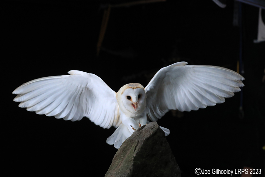 Barn Owl in Flight Barn Owl in Flight