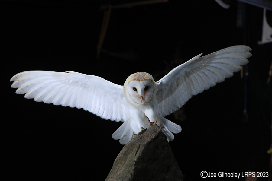 Barn Owl in Flight Barn Owl in Flight