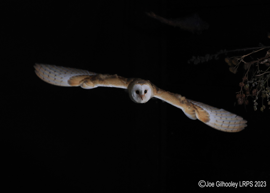 Barn Owl in Flight Barn Owl in Flight