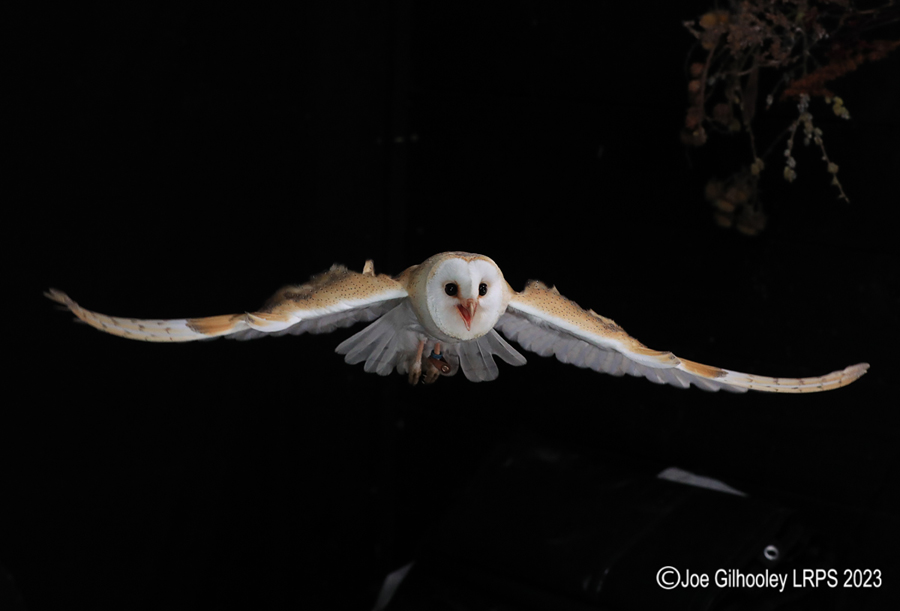 Barn Owl in Flight Barn Owl in Flight