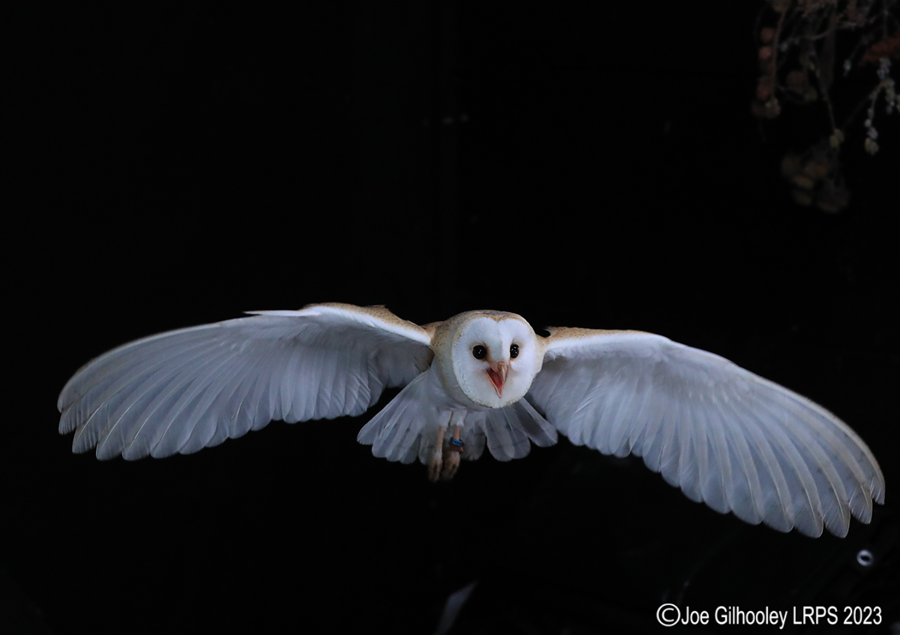 Barn Owl in Flight Barn Owl in Flight