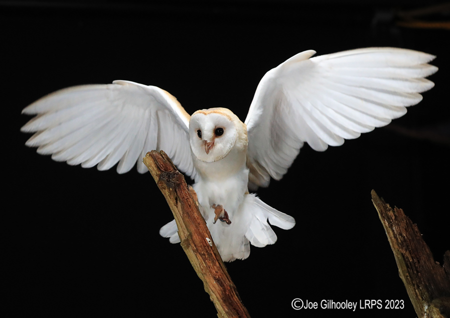 Barn Owl in Flight Barn Owl in Flight