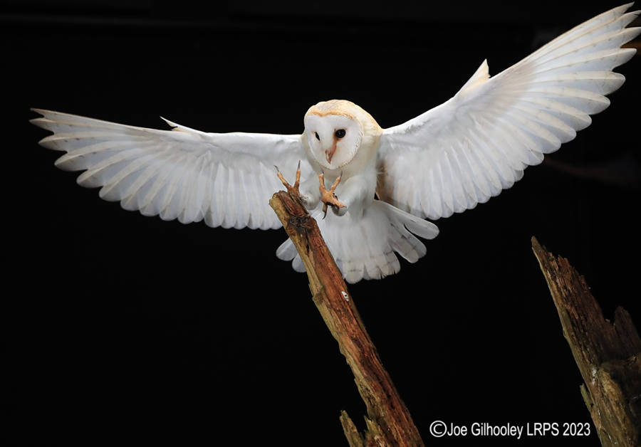 Barn Owl in Flight Barn Owl in Flight