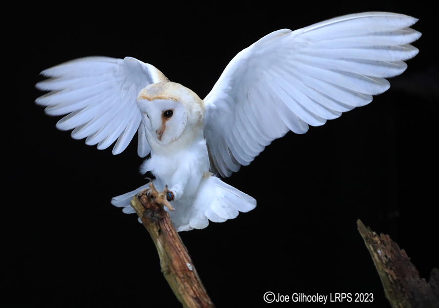 Barn Owl in Flight Barn Owl in Flight