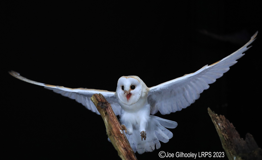 Barn Owl in Flight Barn Owl in Flight
