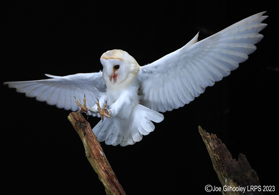 Barn Owl in Flight Barn Owl in Flight