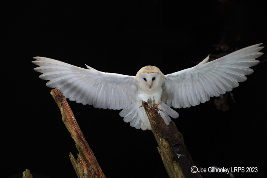 Barn Owl in Flight Barn Owl in Flight