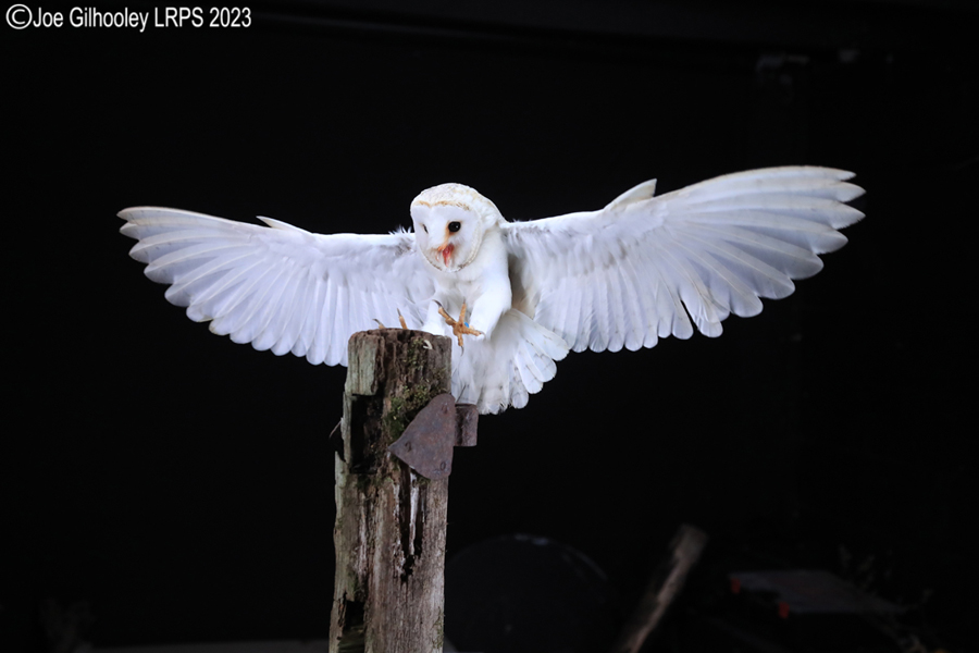 Barn Owl in Flight