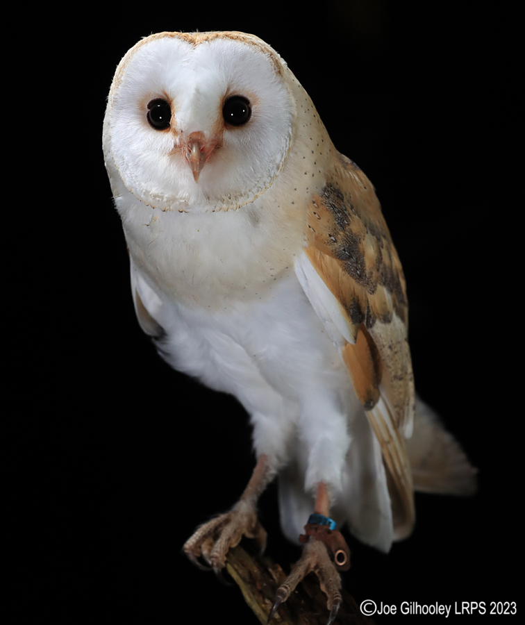Barn Owl Standing