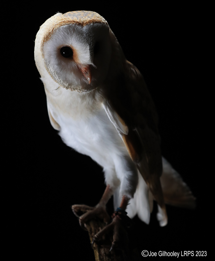 Barn Owl Standing