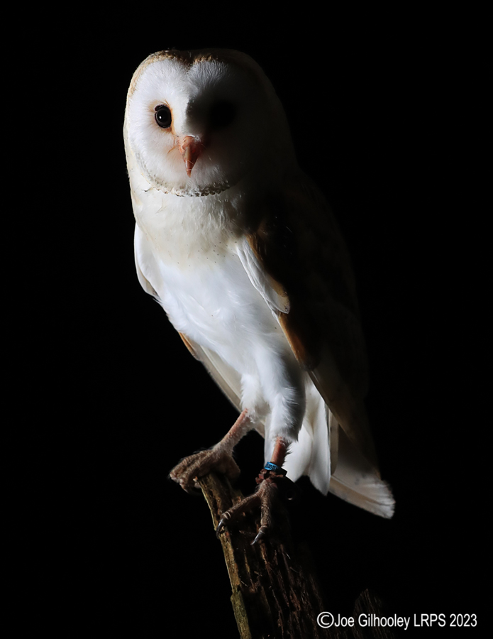 Barn Owl Standing