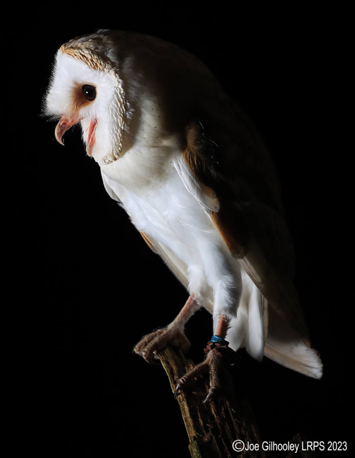 Barn Owl Standing