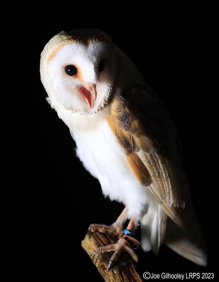 Barn Owl Standing