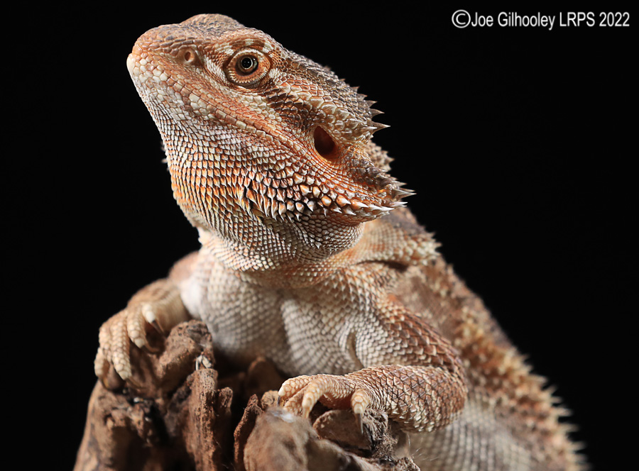 Bearded Dragon Bearded Dragon