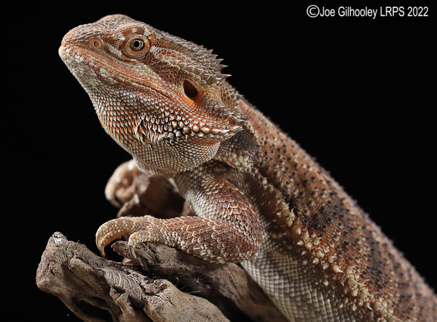 Bearded Dragon Bearded Dragon