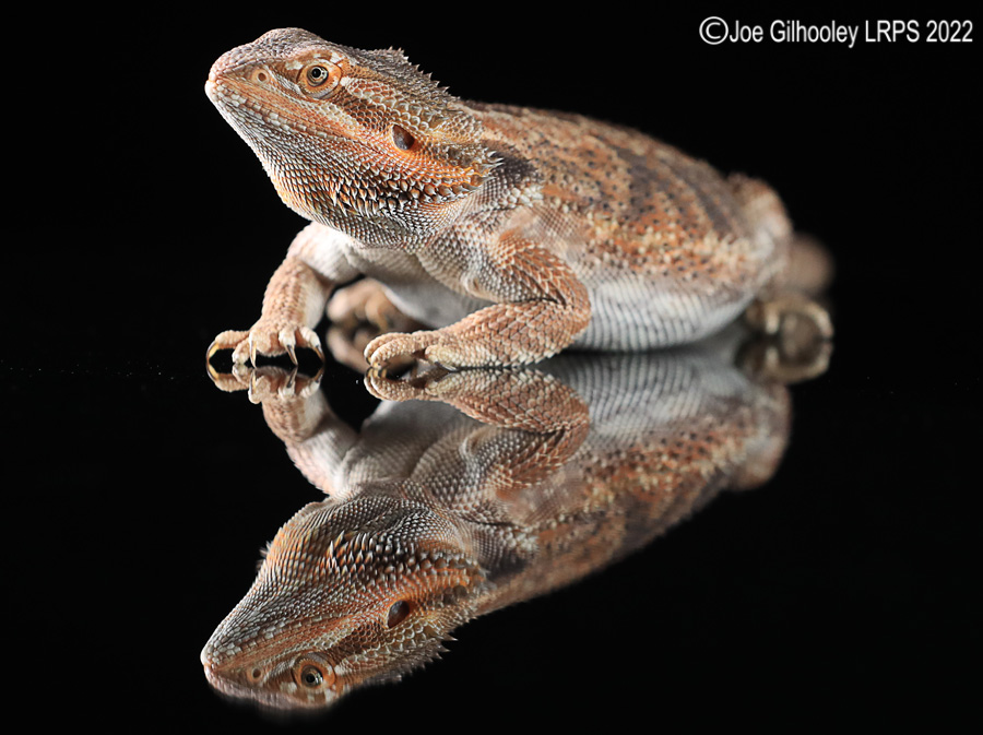 Bearded Dragon Bearded Dragon