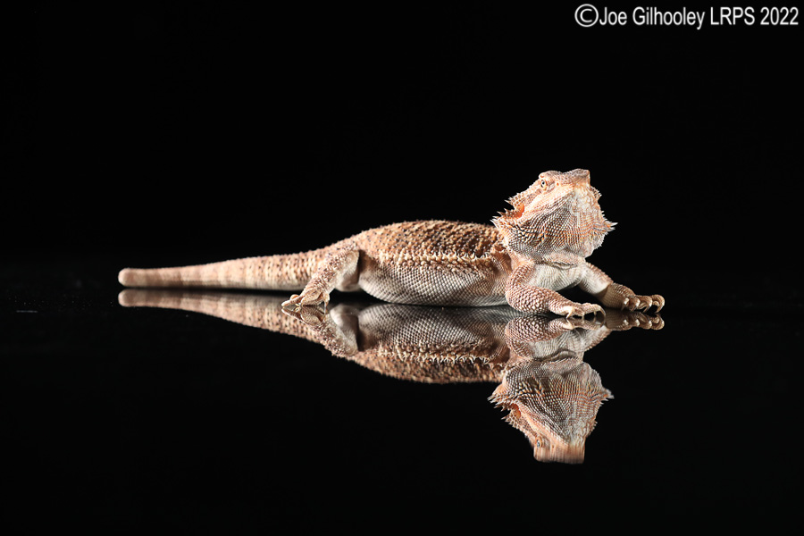 Bearded Dragon Bearded Dragon