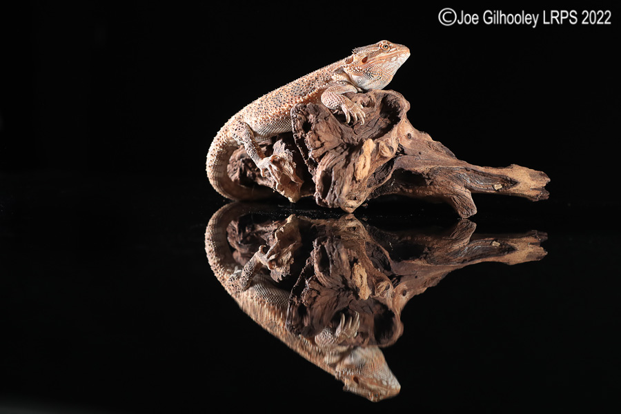 Bearded Dragon Bearded Dragon