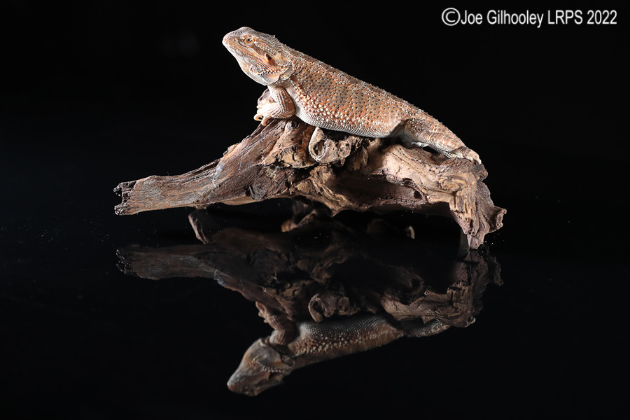 Bearded Dragon Bearded Dragon