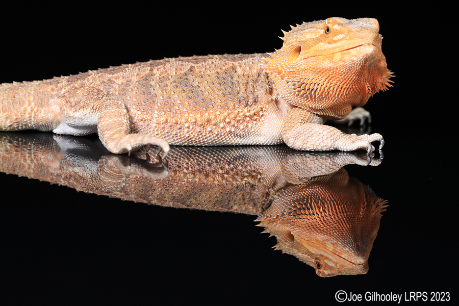 Bearded Dragon