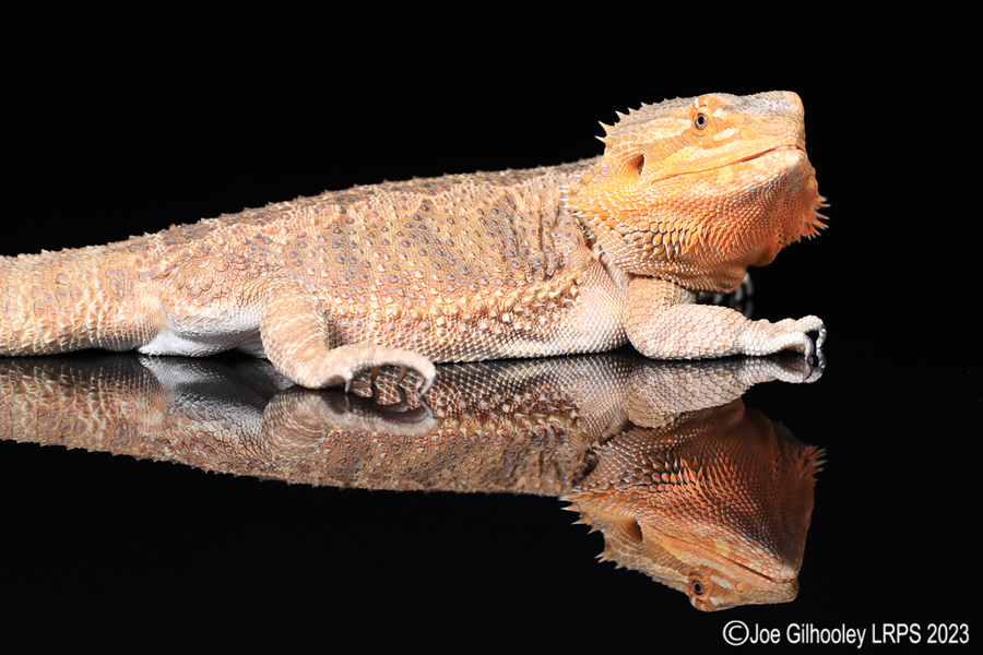 Bearded Dragon
