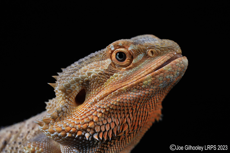 Bearded Dragon