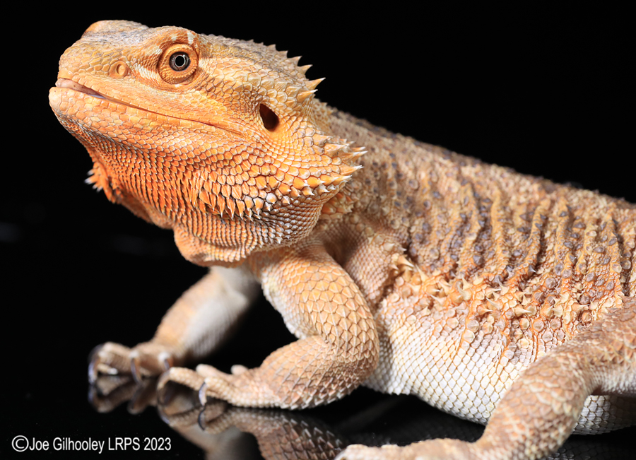 Bearded Dragon