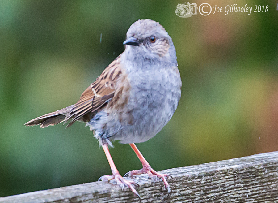 Dunnock in our garden 