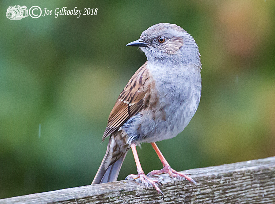 Dunnock in our garden 