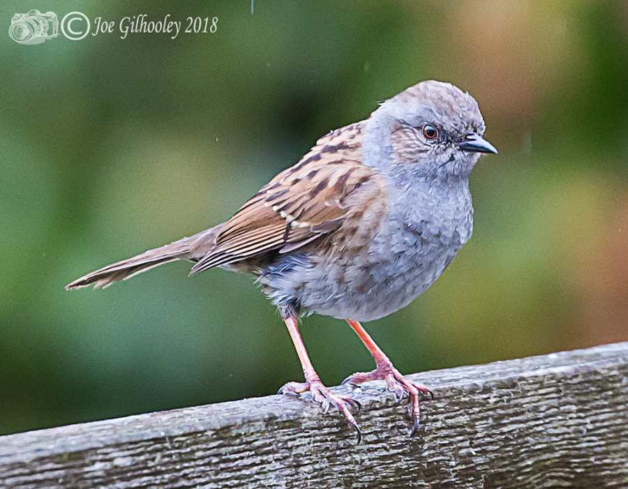 Dunnock in our garden 