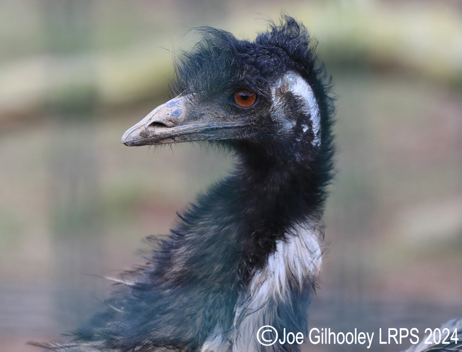 Bird Gardens Scotland at Oxton