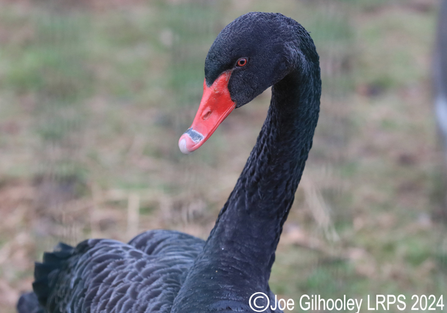 Bird Gardens Scotland at Oxton