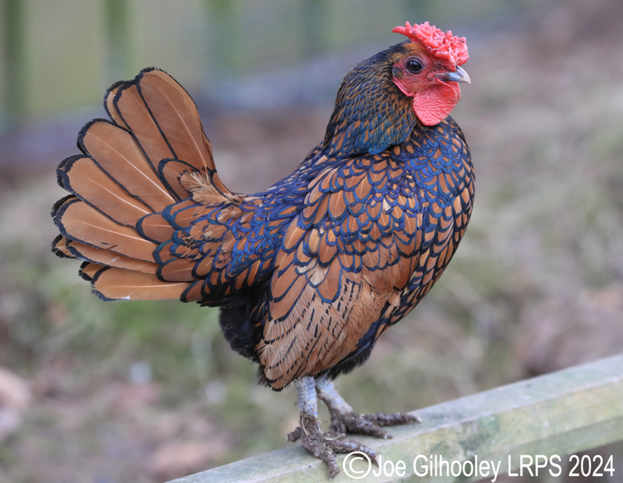 Bird Gardens Scotland at Oxton