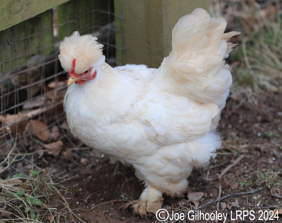 Bird Gardens Scotland at Oxton