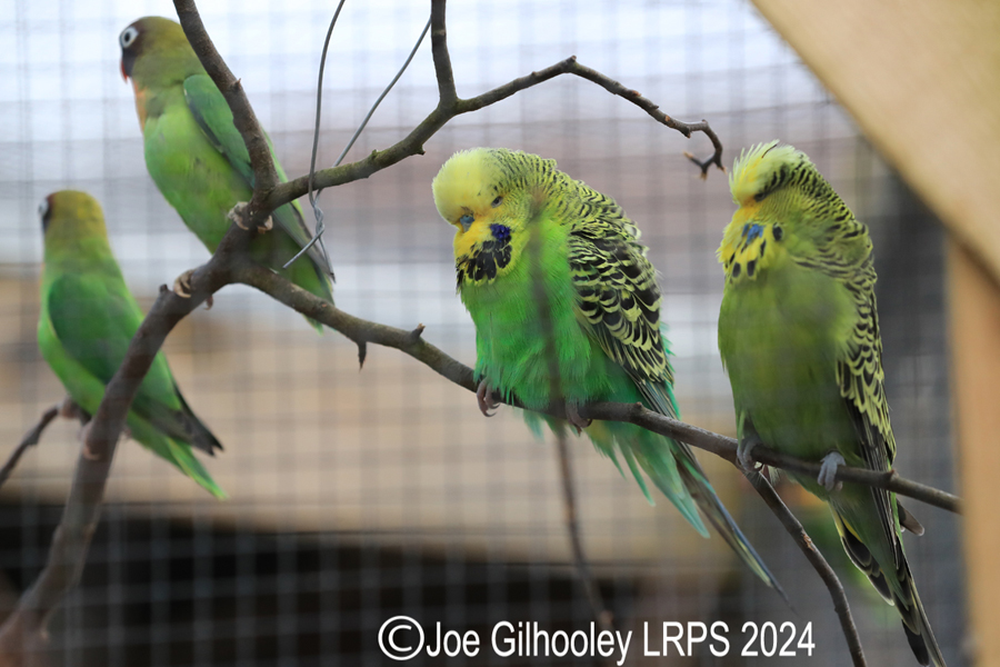 Bird Gardens Scotland at Oxton