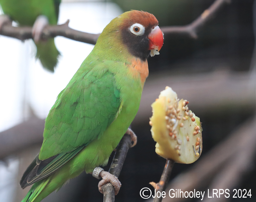 Bird Gardens Scotland at Oxton