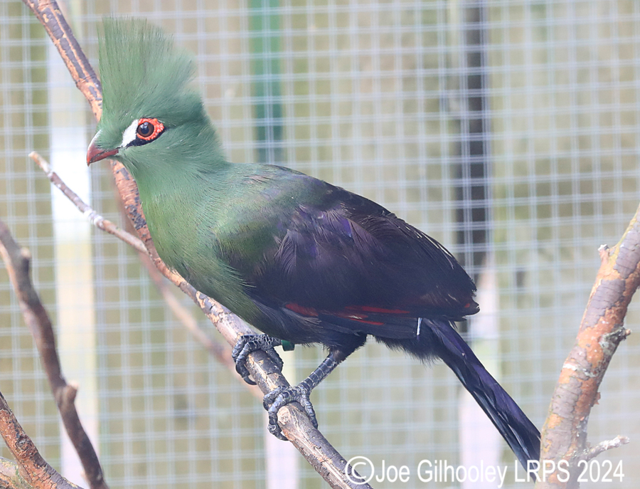 Bird Gardens Scotland at Oxton