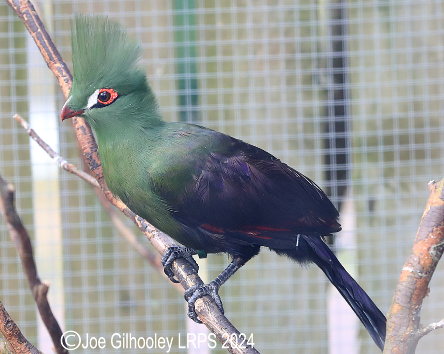 Bird Gardens Scotland at Oxton
