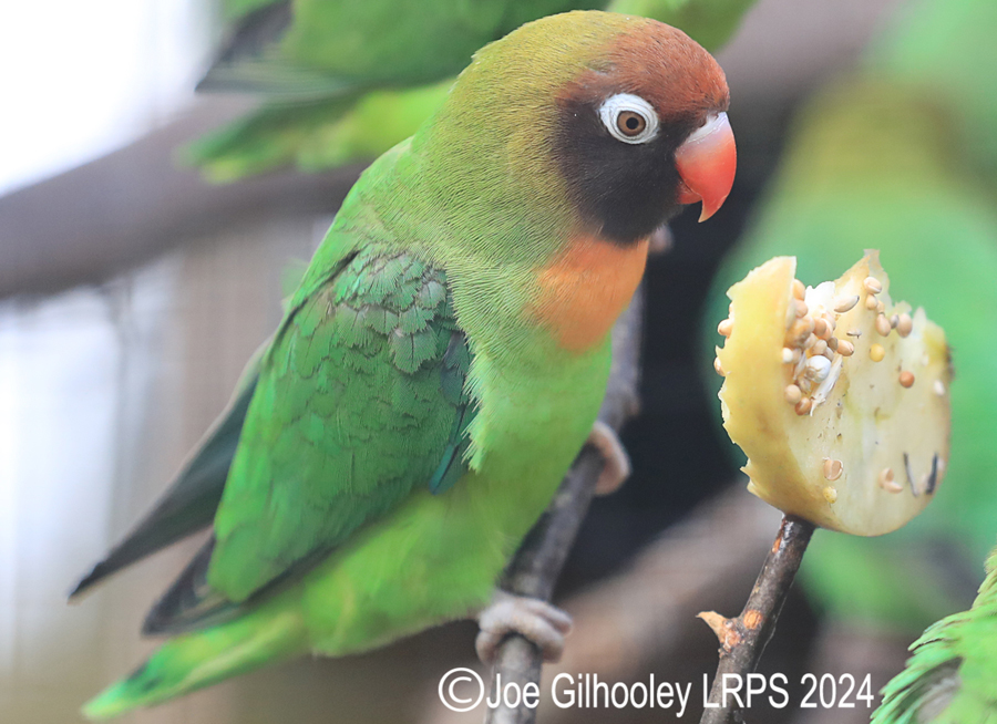 Bird Gardens Scotland at Oxton