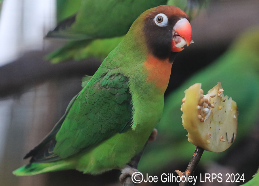 Bird Gardens Scotland at Oxton