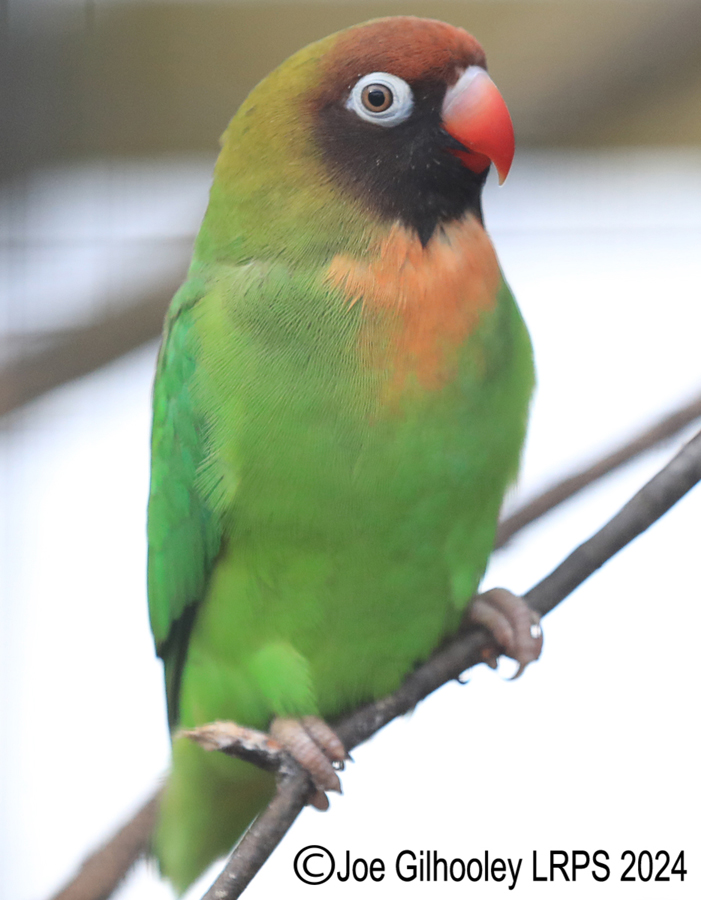 Bird Gardens Scotland at Oxton