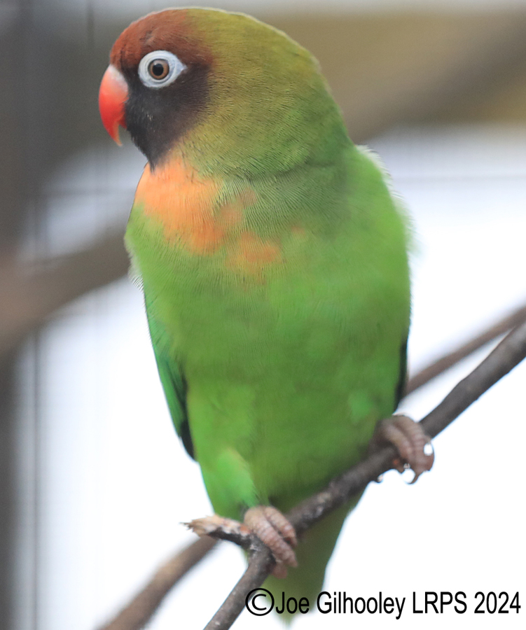 Bird Gardens Scotland at Oxton