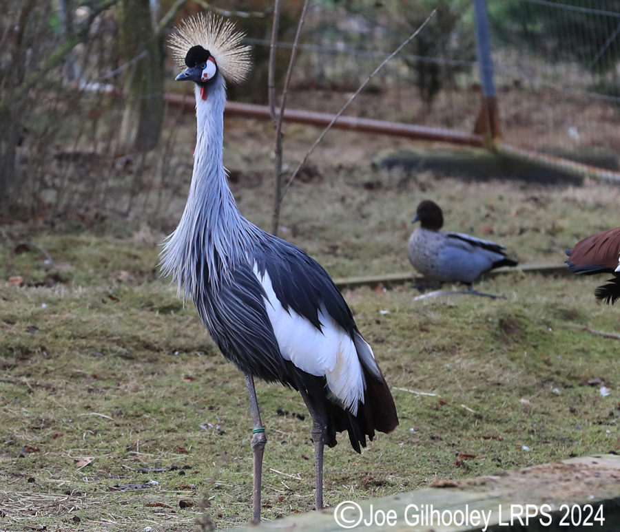 Bird Gardens Scotland at Oxton