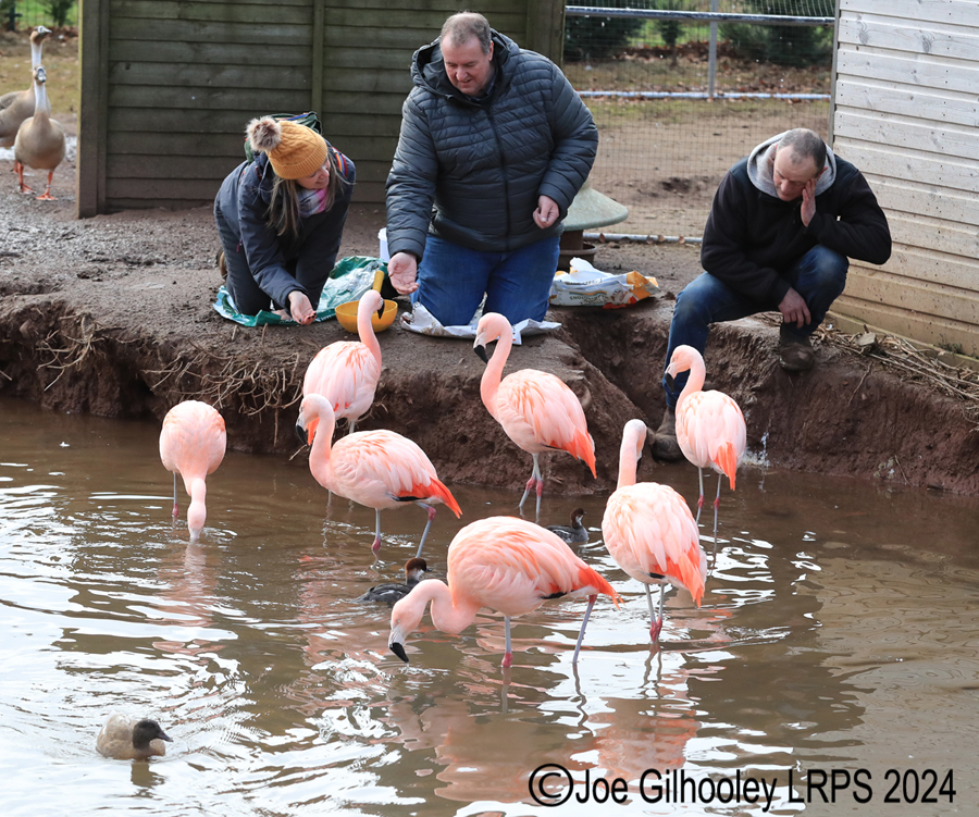 Bird Gardens Scotland at Oxton