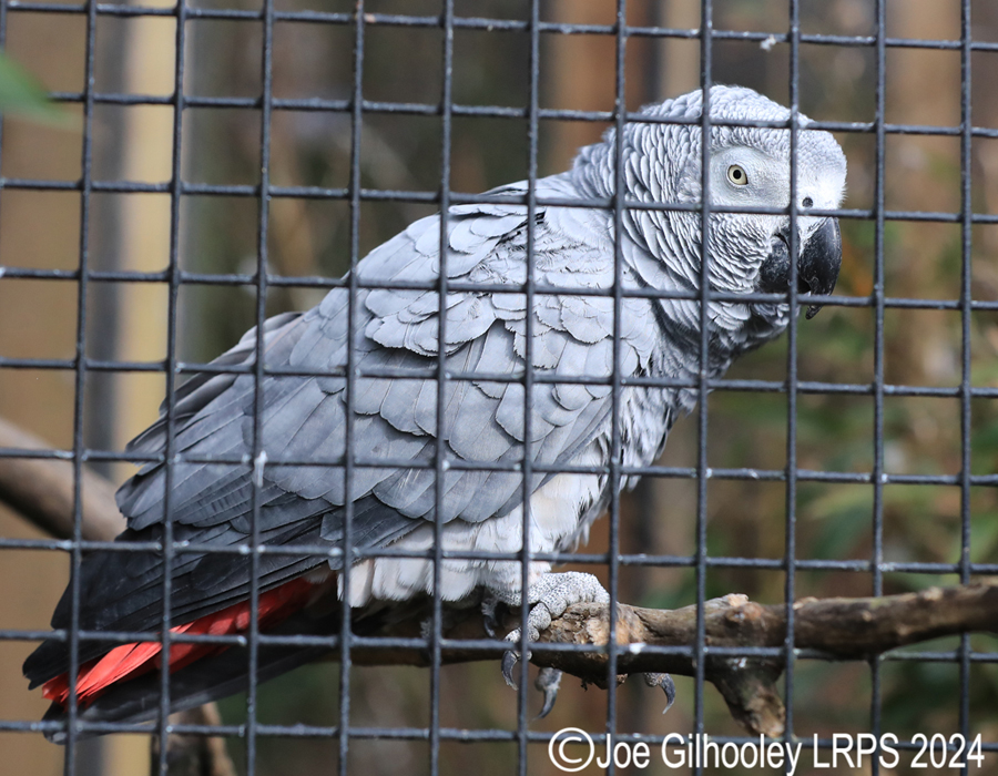 Bird Gardens Scotland at Oxton