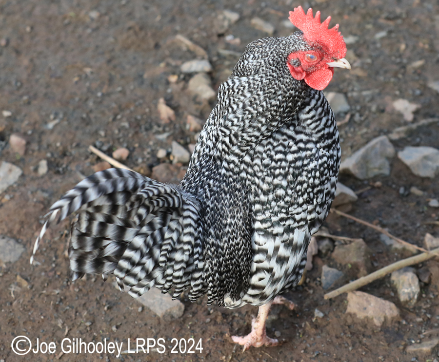 Bird Gardens Scotland at Oxton