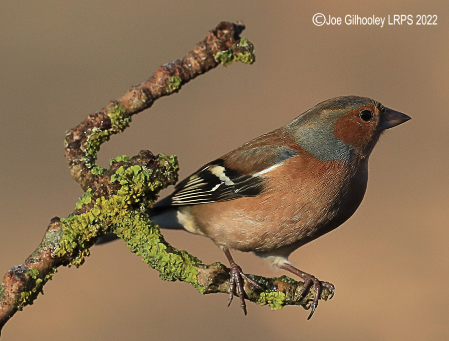 Visit to Ron McCombe's Wild Bird Hide