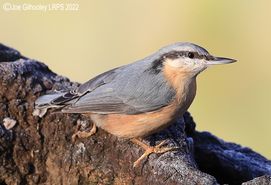 Visit to Ron McCombe's Wild Bird Hide