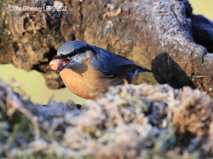 Visit to Ron McCombe's Wild Bird Hide