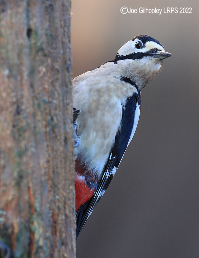 Visit to Ron McCombe's Wild Bird Hide